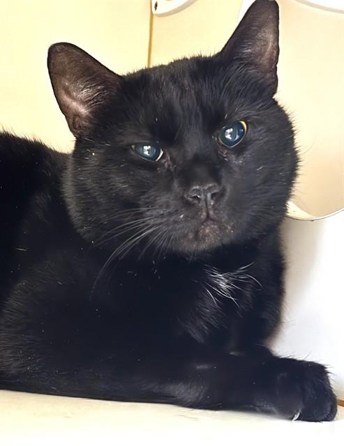 Enlarge ROUX, a Adoptable Domestic Short Hair in Dedham, MA image 1/1