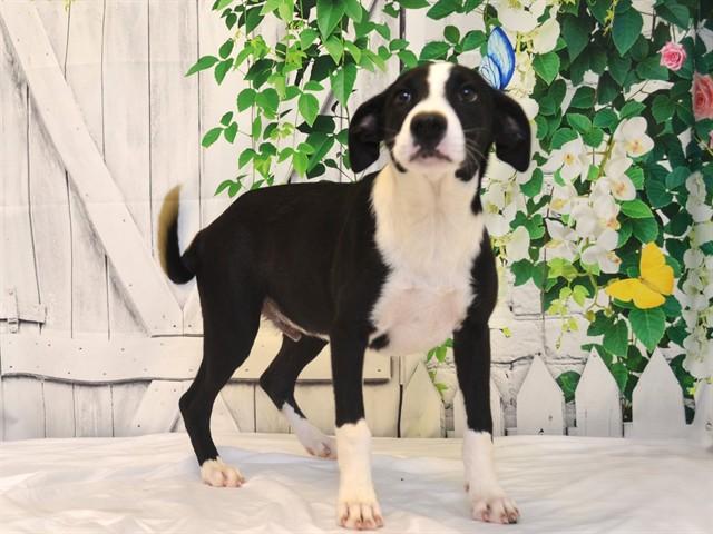 SHREK, Adoptable, Puppy Male Border Collie & Mixed Breed.