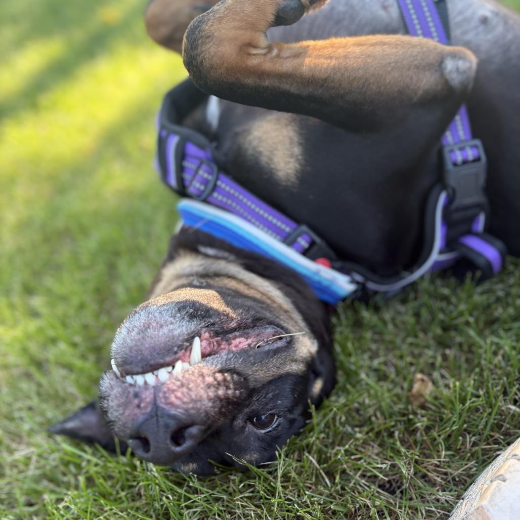 Bear, Adoptable, Adult Male Rottweiler & Hound.