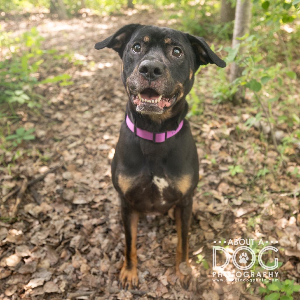 Enlarge Bear, a Adoptable mixed breed in Saint Cloud, MN image 1/4