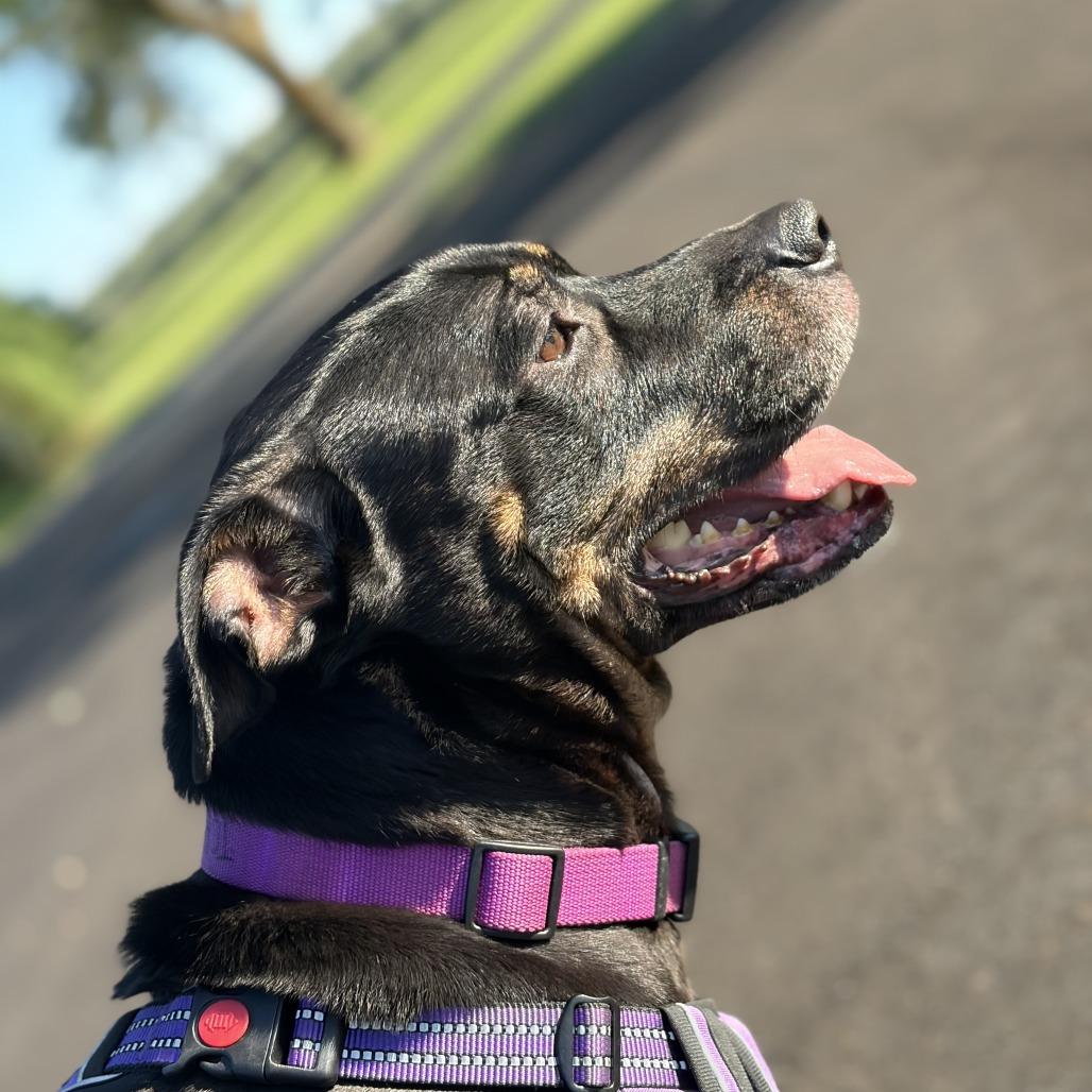 Enlarge Bear, a Adoptable mixed breed in Saint Cloud, MN image 3/6