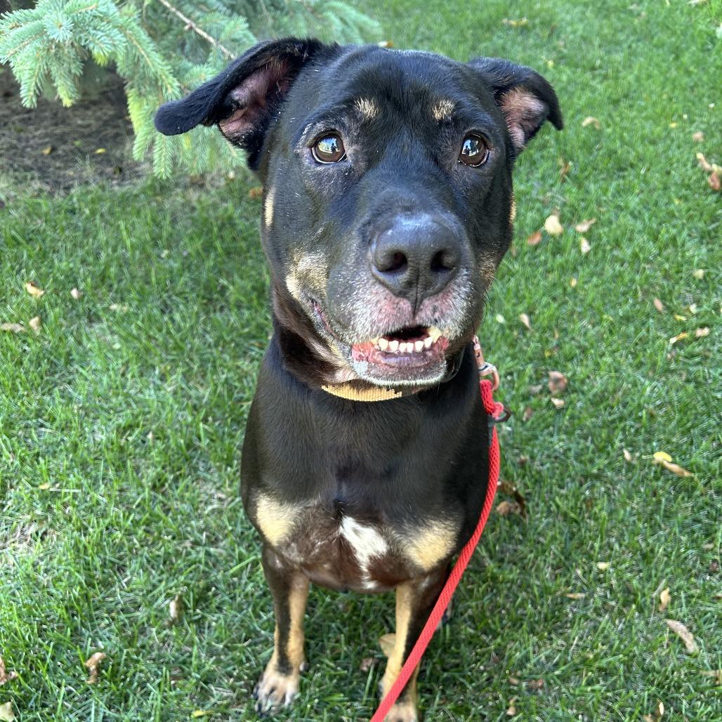 Enlarge Bear, a Adoptable mixed breed in Saint Cloud, MN image 4/6