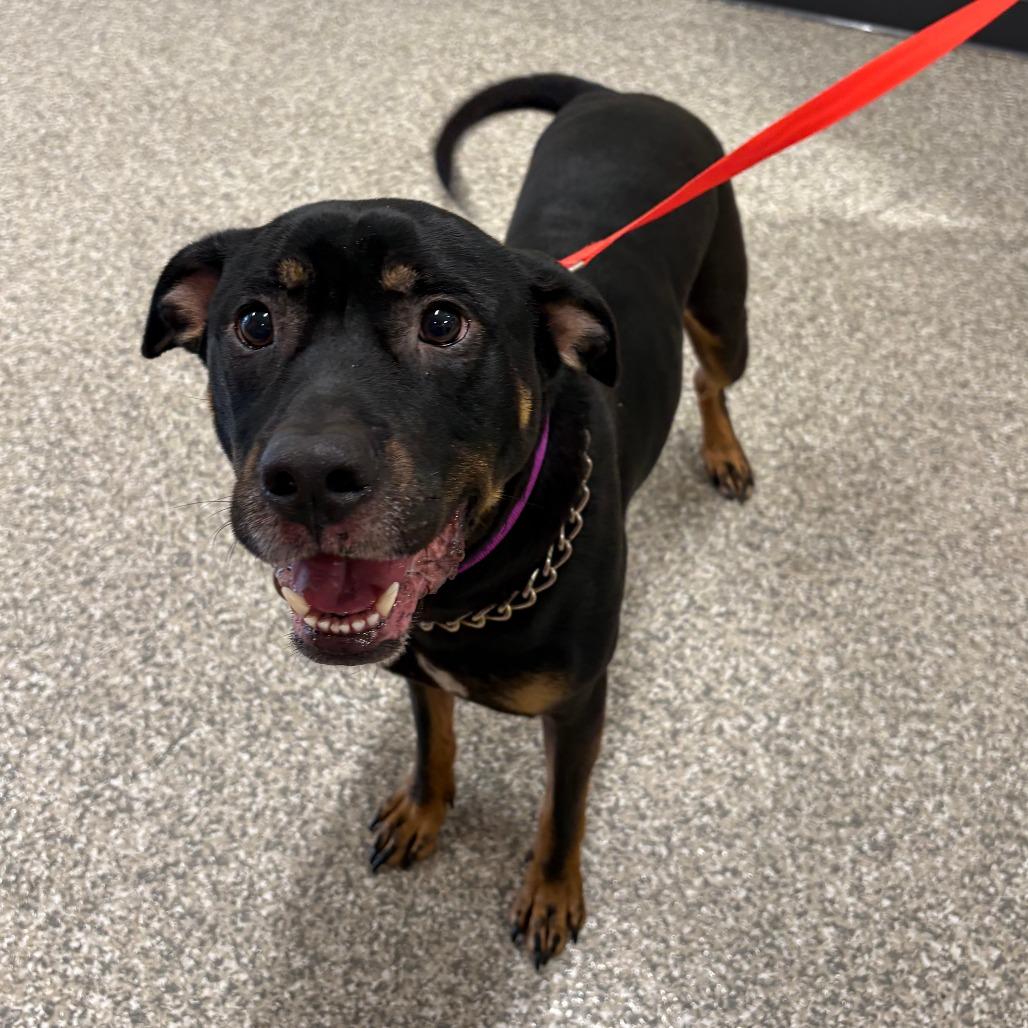 Enlarge Bear, a Adoptable mixed breed in Saint Cloud, MN image 2/4