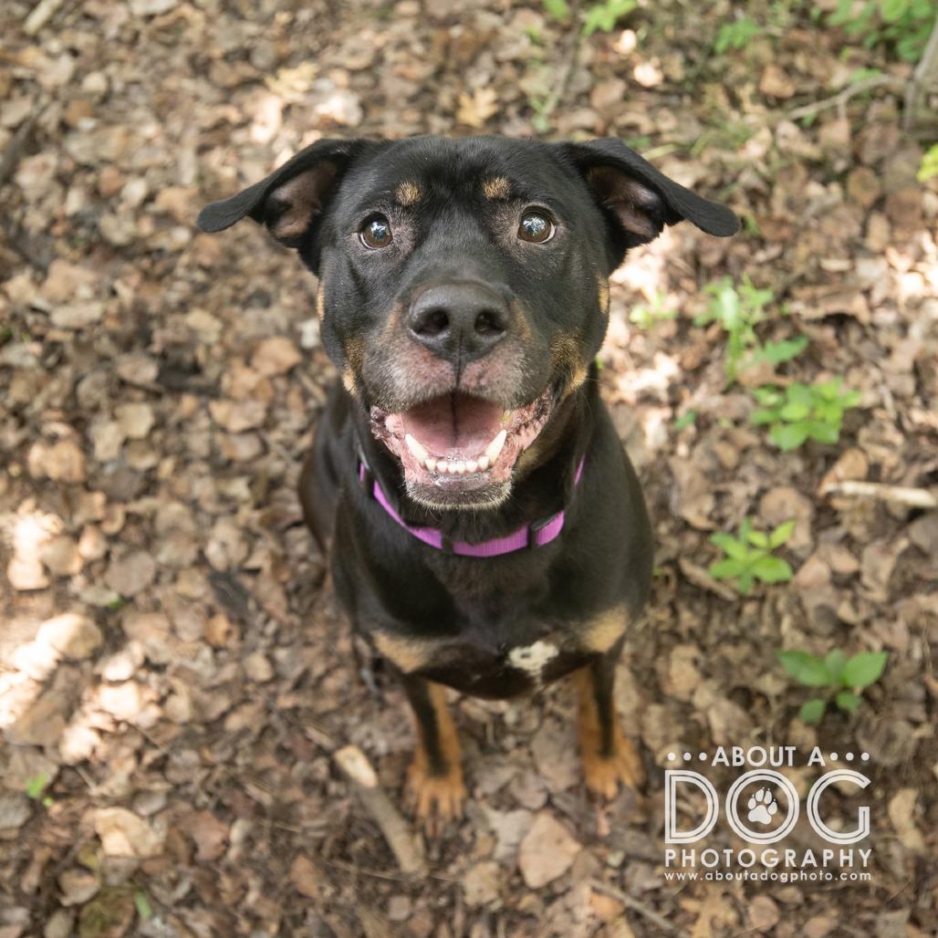 Enlarge Bear, a Adoptable mixed breed in Saint Cloud, MN image 3/4