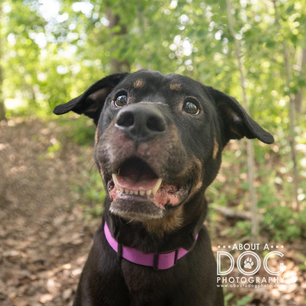 Enlarge Bear, a Adoptable mixed breed in Saint Cloud, MN image 4/4