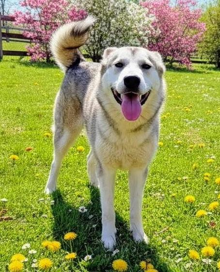 Sienna, ADOPTABLE, Young Female Alaskan Malamute.