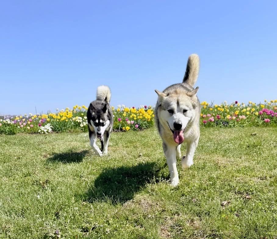 Sienna, a ADOPTABLE Alaskan Malamute in Gaithersburg, MD image 2/4