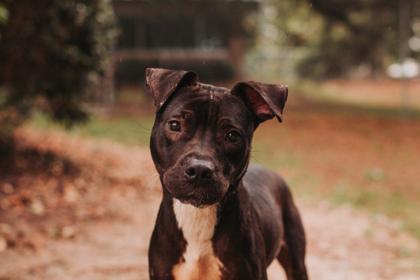 92840a Archie, a Adoptable mixed breed in North Charleston, SC image 1/3