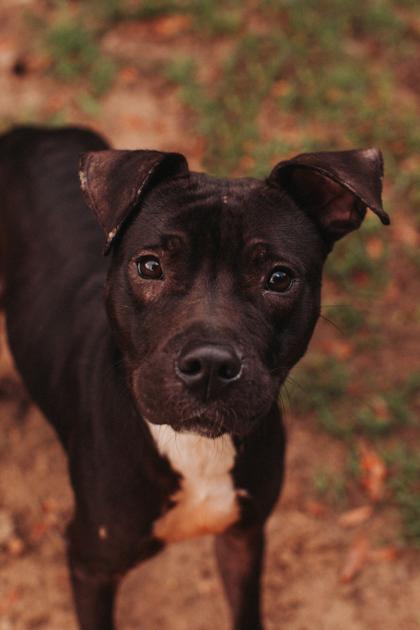 92840a Archie, a Adoptable mixed breed in North Charleston, SC image 2/3