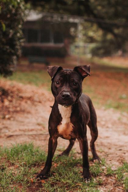 92840a Archie, a Adoptable mixed breed in North Charleston, SC image 3/3