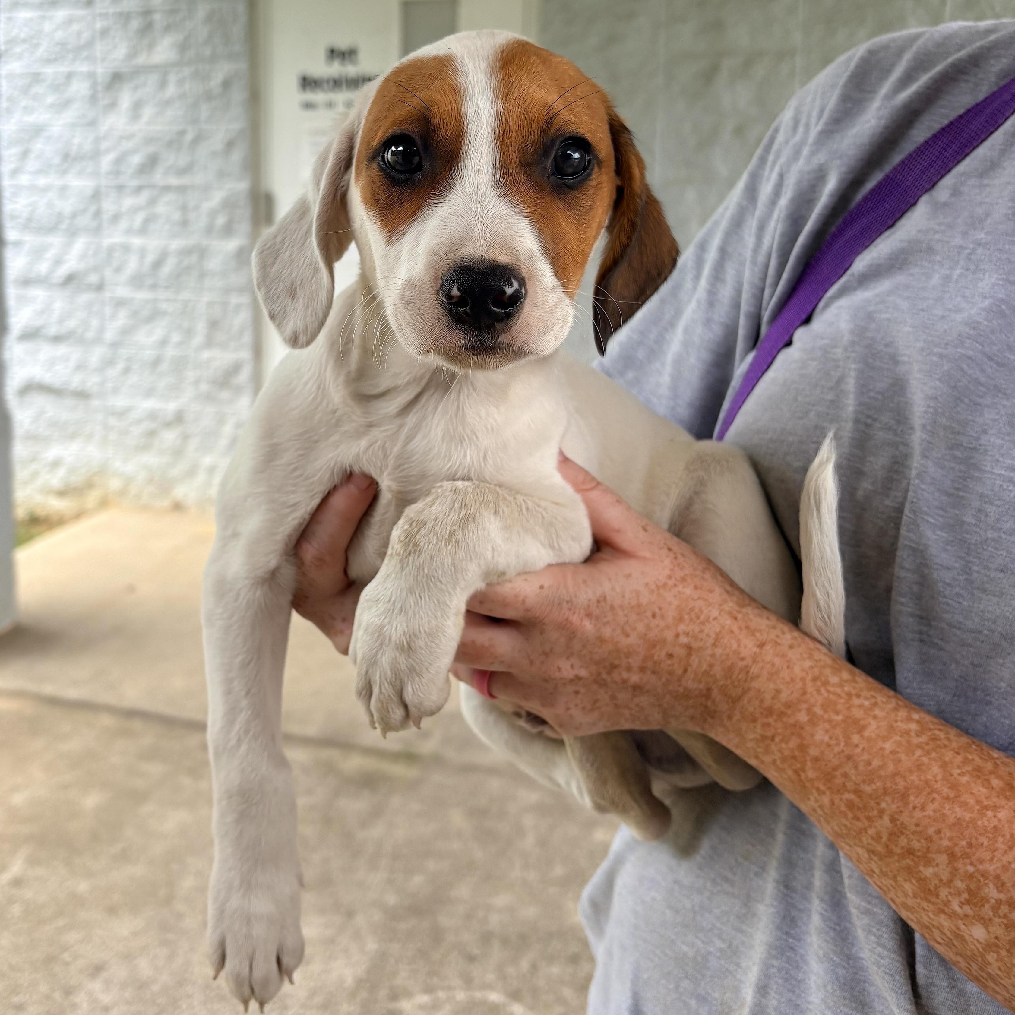 Parker, adopted, Puppy Male Spaniel.