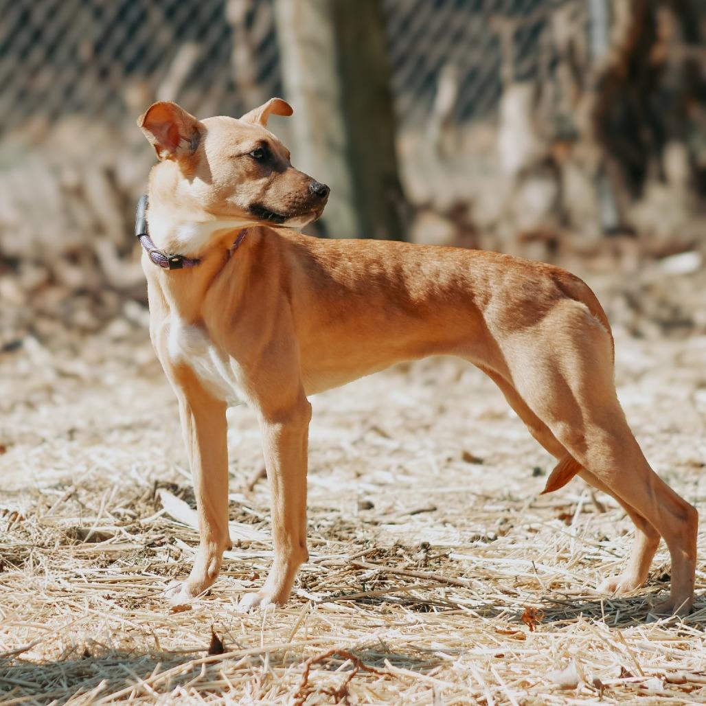 Enlarge Peach, a Adoptable mixed breed in Madisonville, KY image 1/4
