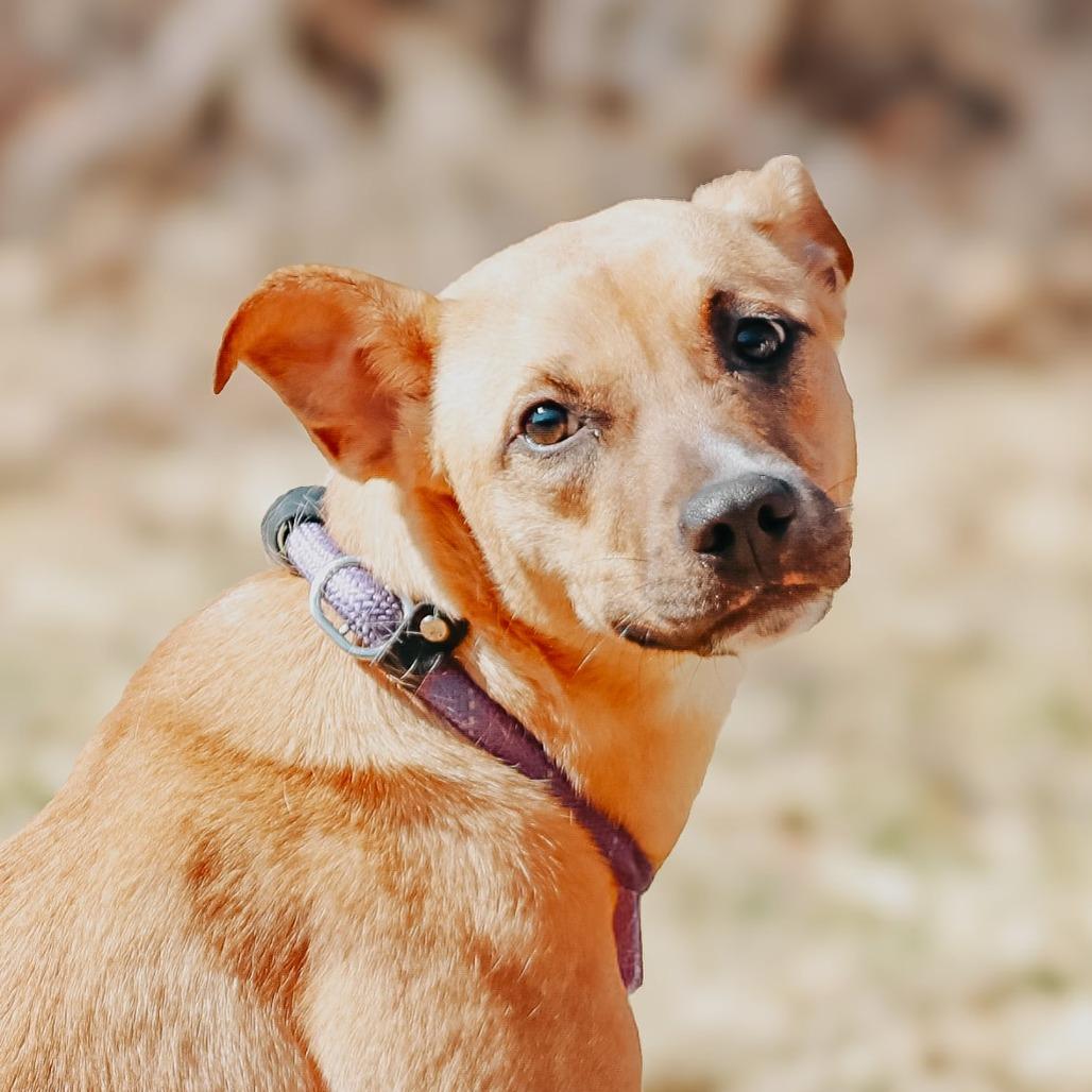 Enlarge Peach, a Adoptable mixed breed in Madisonville, KY image 2/4