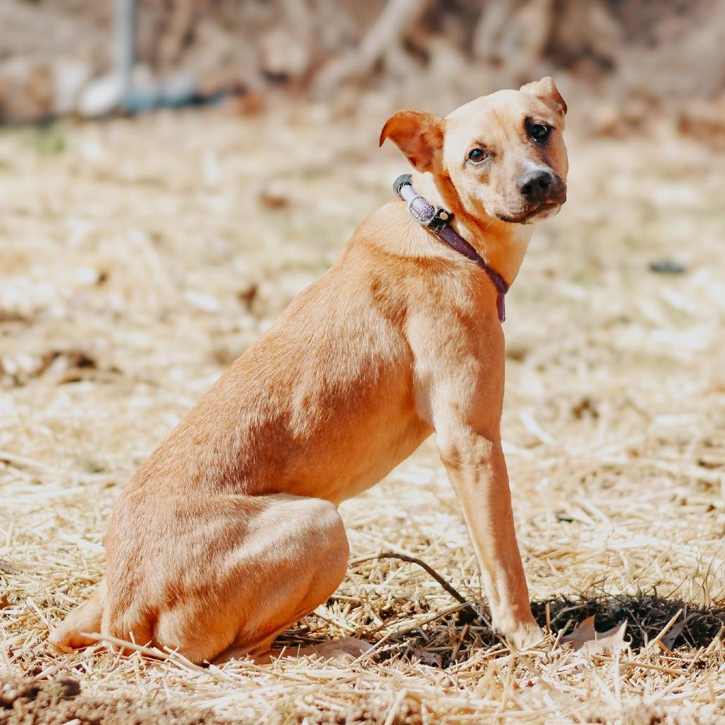 Enlarge Peach, a Adoptable mixed breed in Madisonville, KY image 3/4