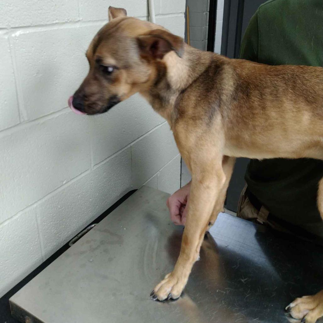 Enlarge Georgia, a Adoptable mixed breed in Madisonville, KY image 1/1