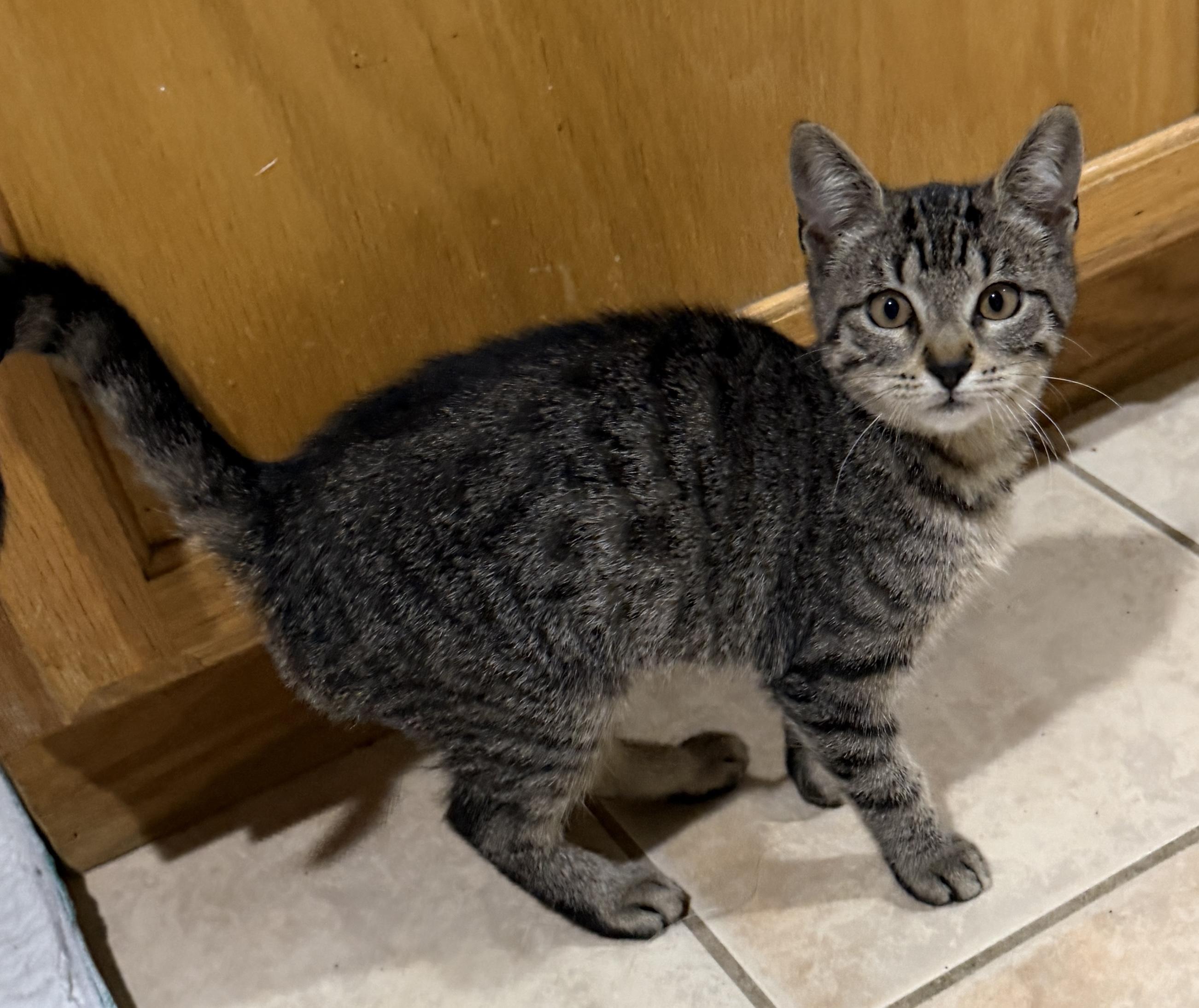 Enlarge Brandy, an adopted Domestic Short Hair in East Hanover, NJ image 2/5