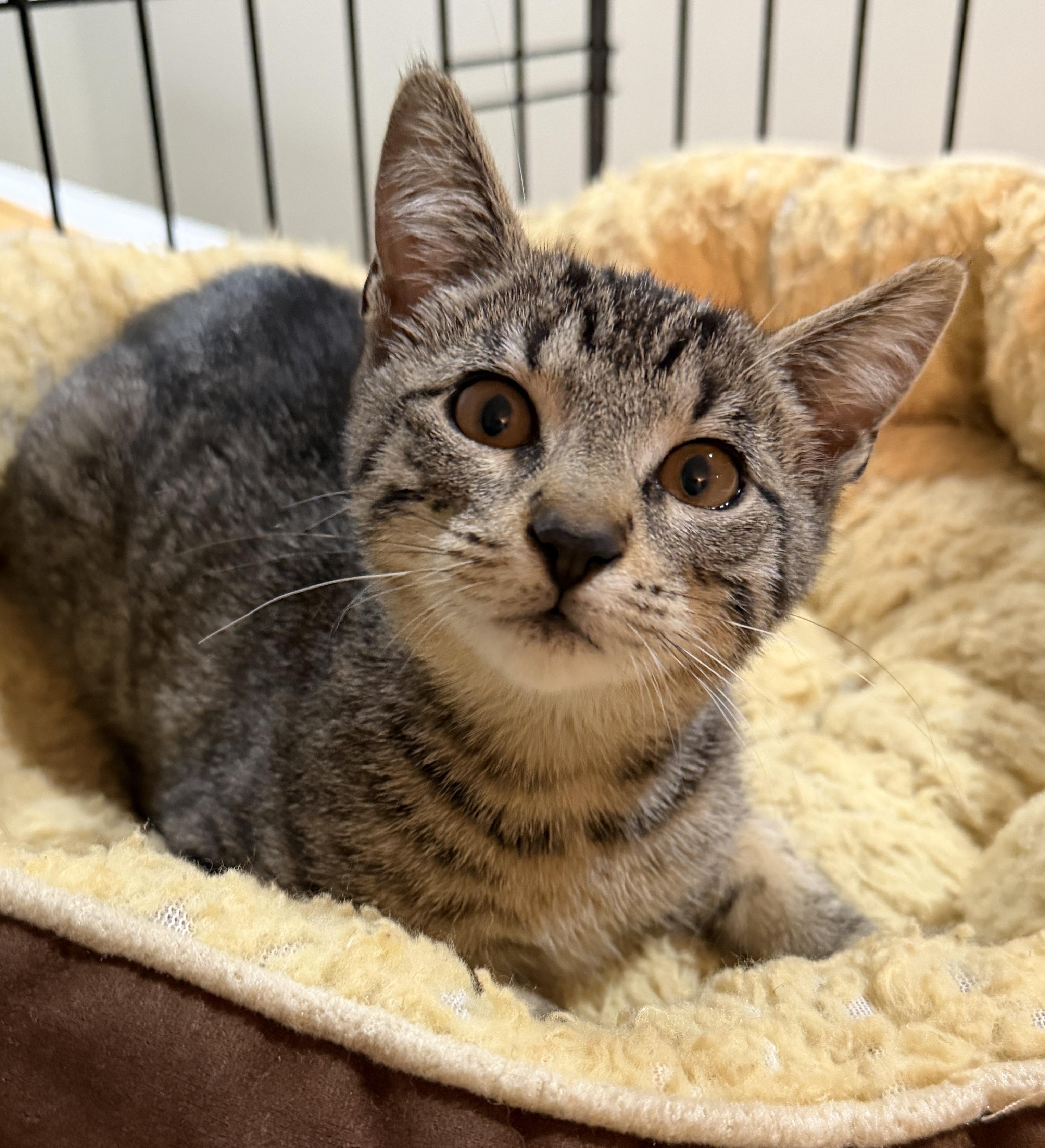 Enlarge Brandy, an adopted Domestic Short Hair in East Hanover, NJ image 3/5