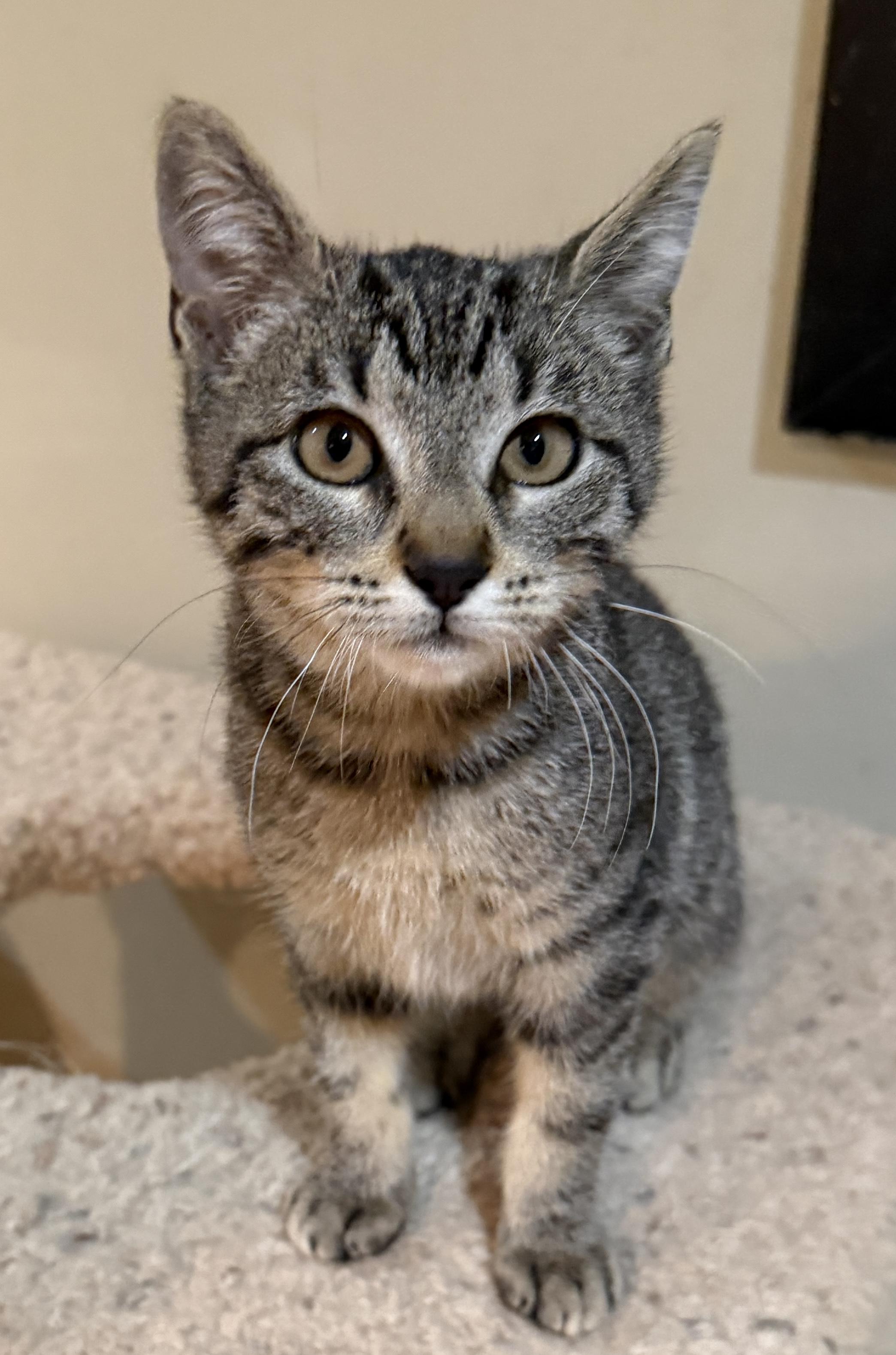 Brandy, adopted, Kitten Female Domestic Short Hair.