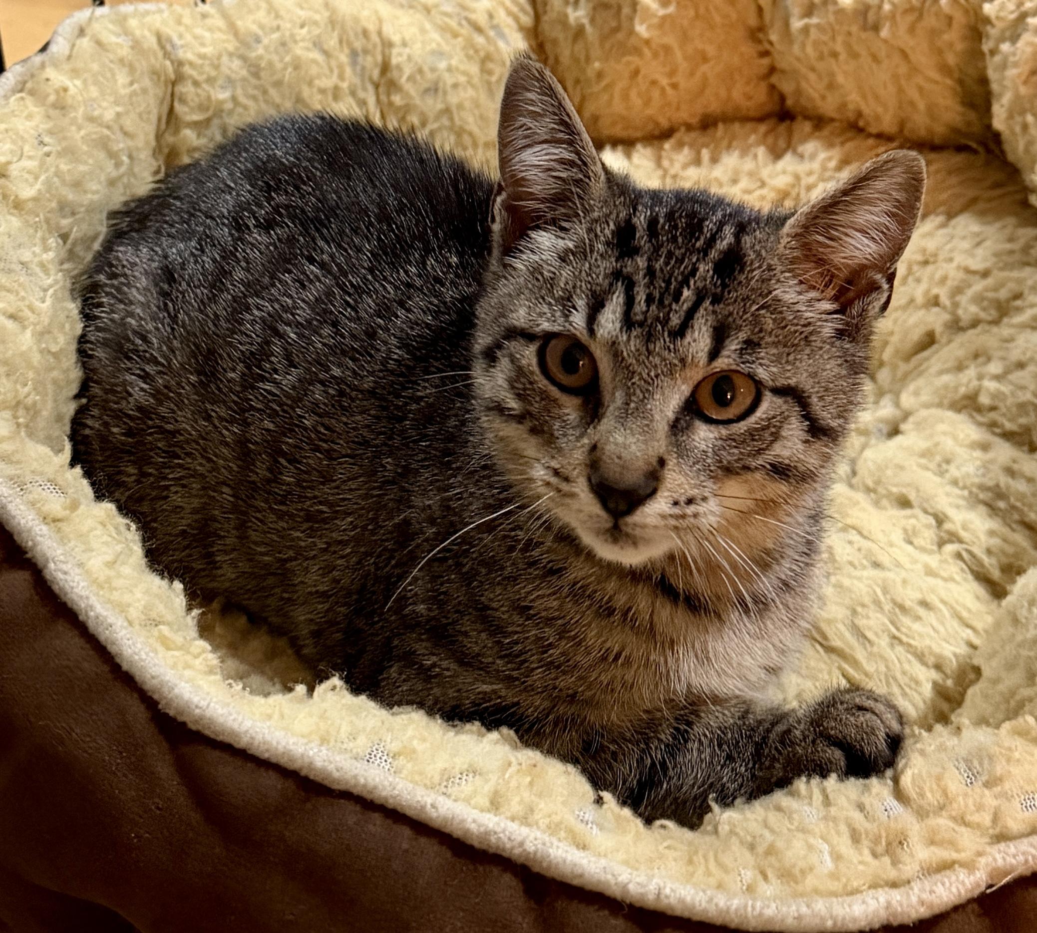 Enlarge Brandy, an adopted Domestic Short Hair in East Hanover, NJ image 4/5