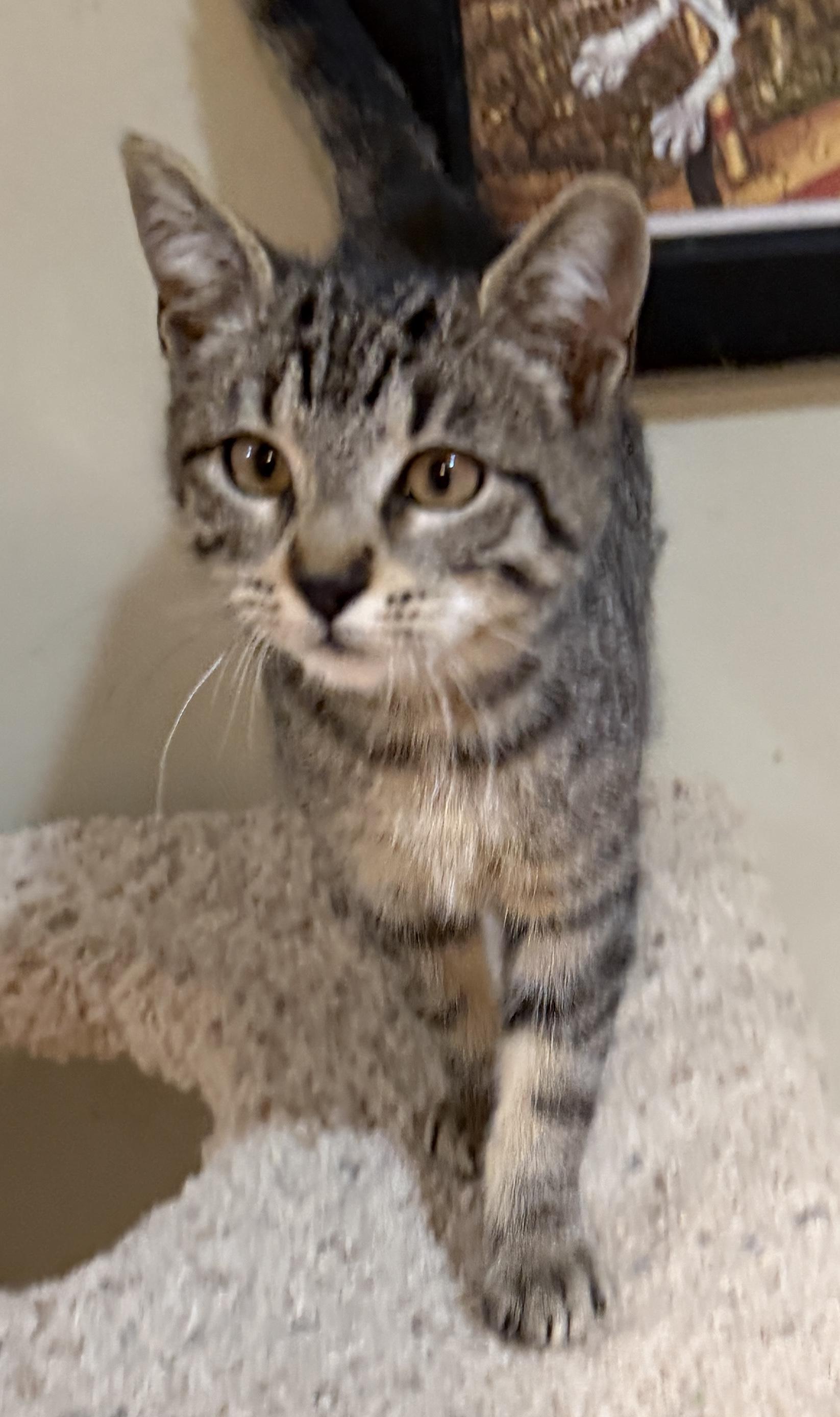 Enlarge Brandy, an adopted Domestic Short Hair in East Hanover, NJ image 5/5