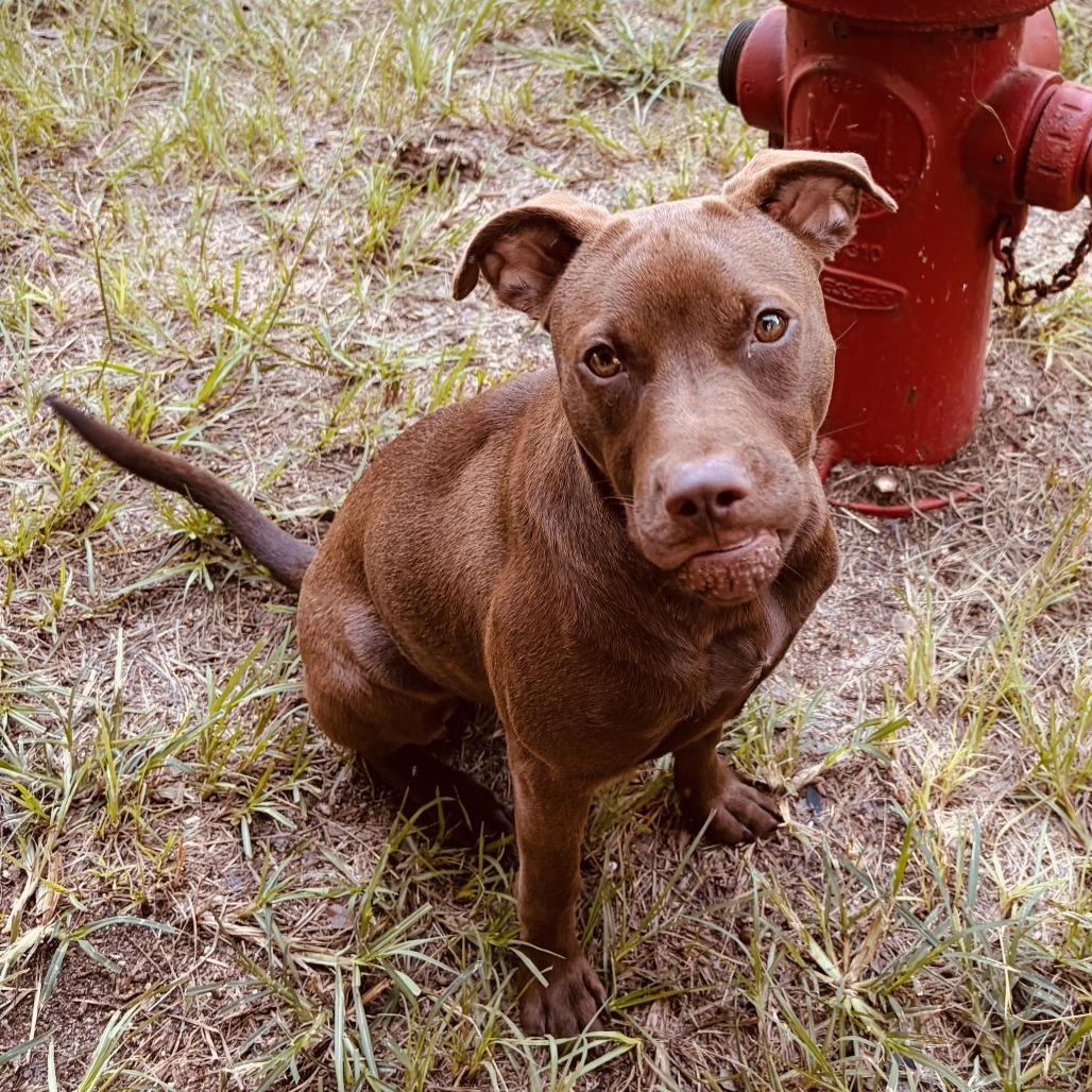 Enlarge Izzy, a Adoptable mixed breed in North Dighton, MA image 1/1