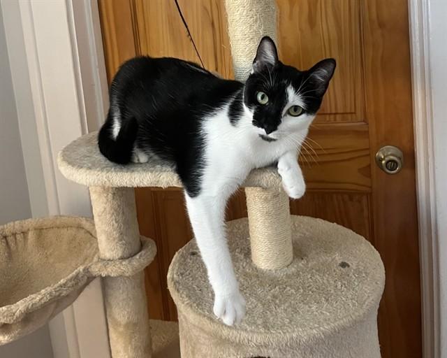 PAOLA, Adoptable, Young Female Domestic Short Hair.