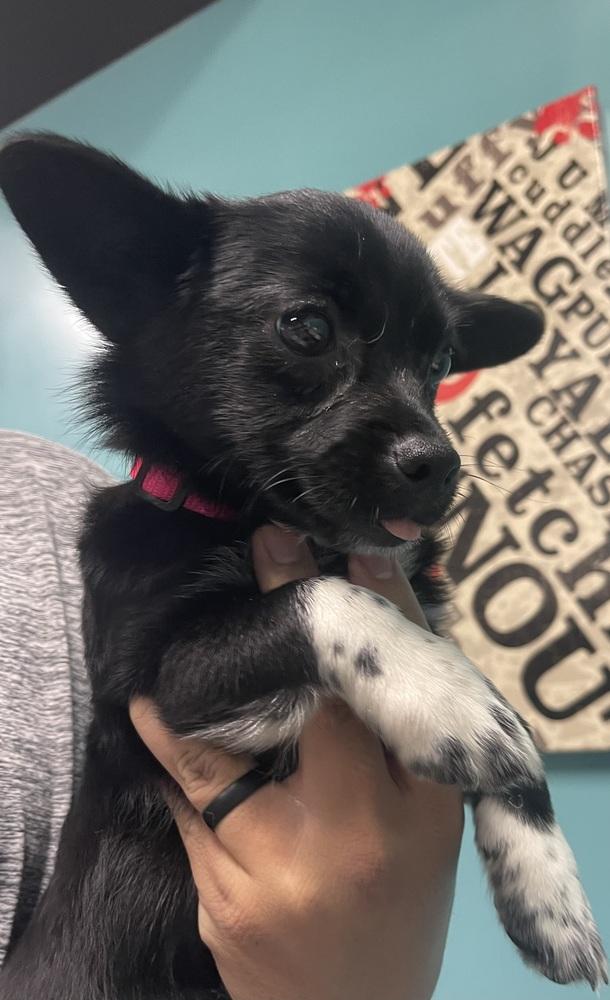Tiny, Adoptable, Puppy Female Chihuahua & Australian Cattle Dog / Blue Heeler.
