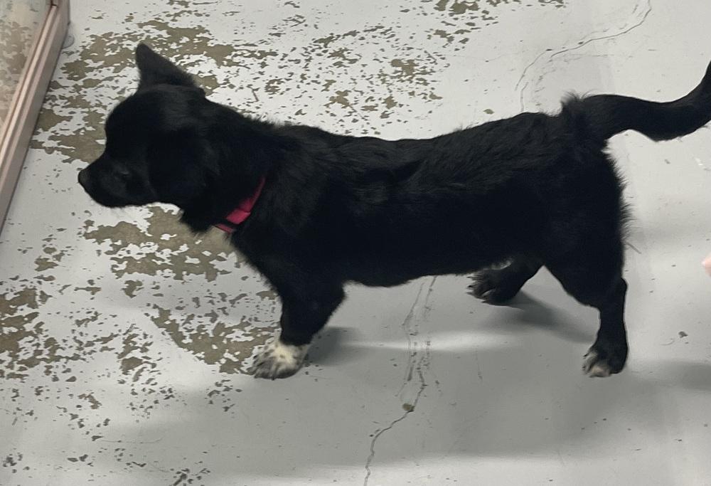 Enlarge Tiny, a Adoptable mixed breed in Chattanooga, TN image 2/3