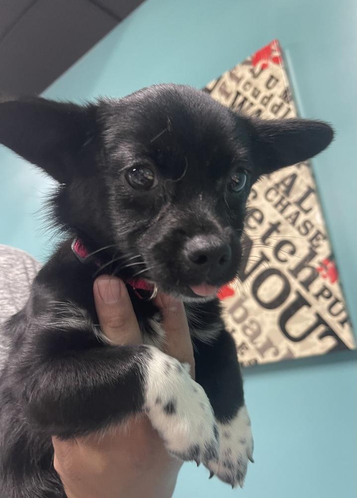 Enlarge Tiny, a Adoptable mixed breed in Chattanooga, TN image 3/3