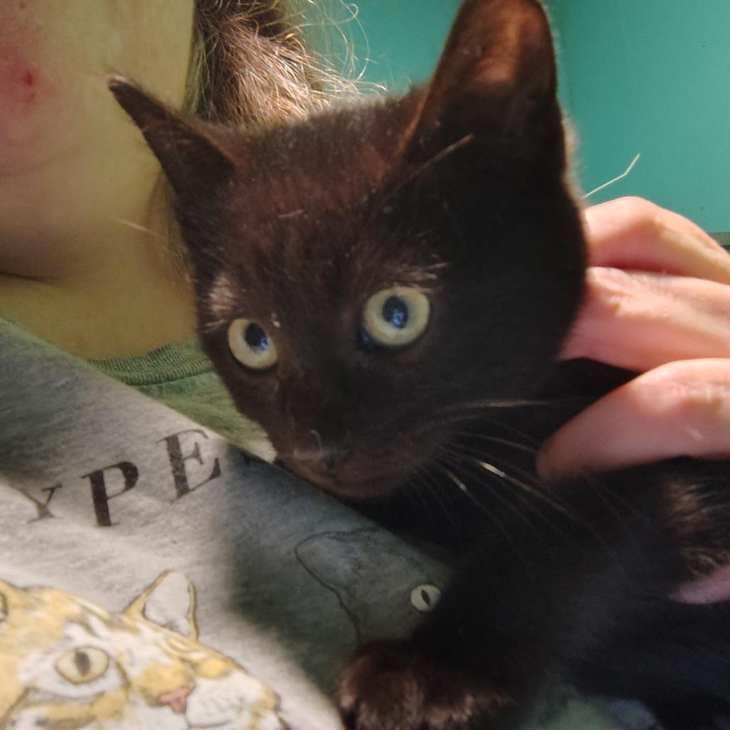 Enlarge Dasher, a Adoptable Domestic Short Hair in Osawatomie, KS image 1/1