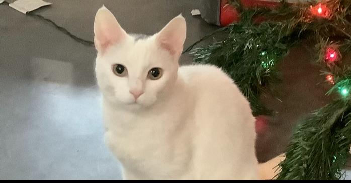 Gina Hitchcock, Adoptable, Kitten Female Domestic Short Hair & American Shorthair.