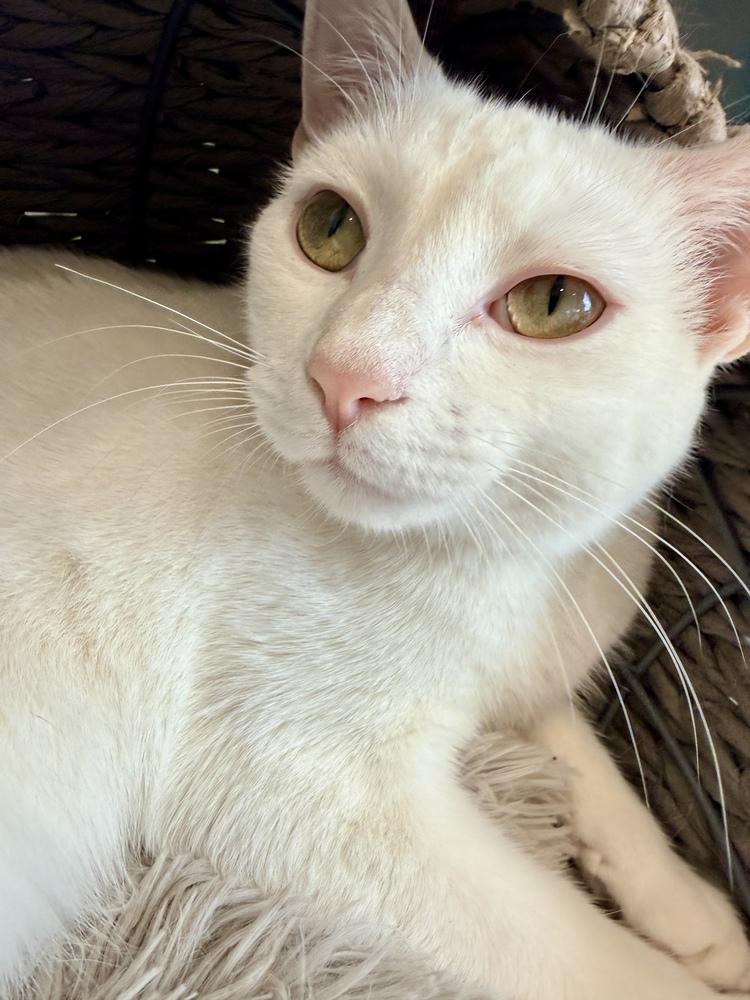 Enlarge Gina Hitchcock, a Adoptable mixed breed in Austin, TX image 2/5