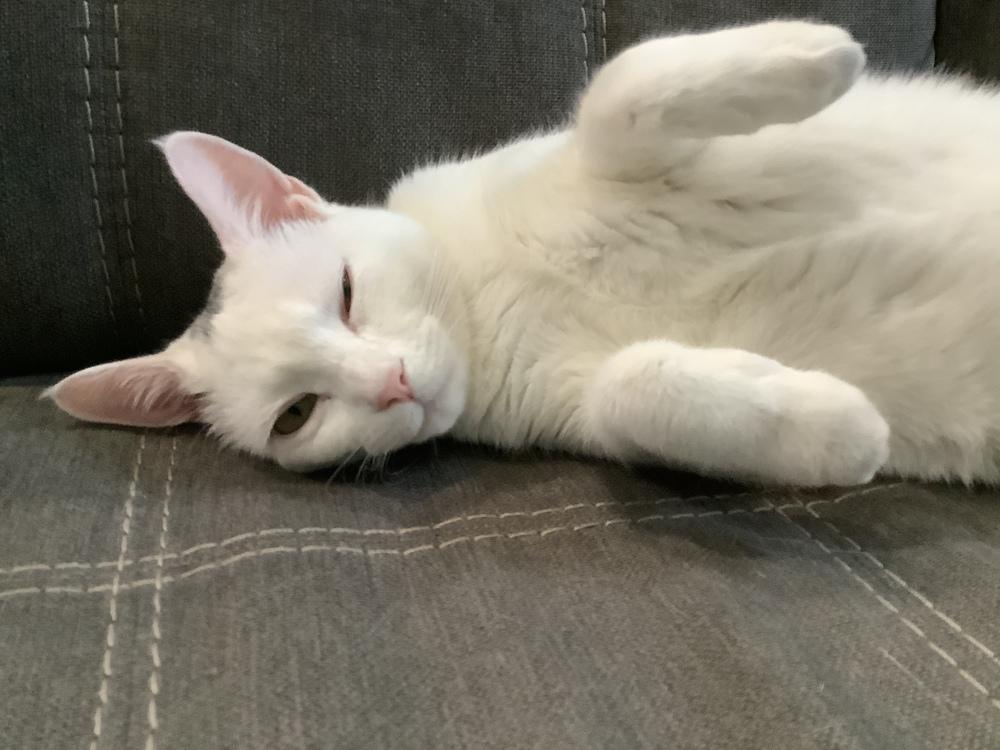 Gina Hitchcock, Adoptable, Kitten Female Domestic Short Hair & American Shorthair.