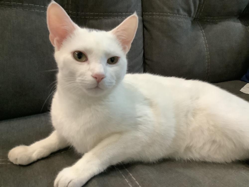 Enlarge Gina Hitchcock, a Adoptable mixed breed in Austin, TX image 2/5