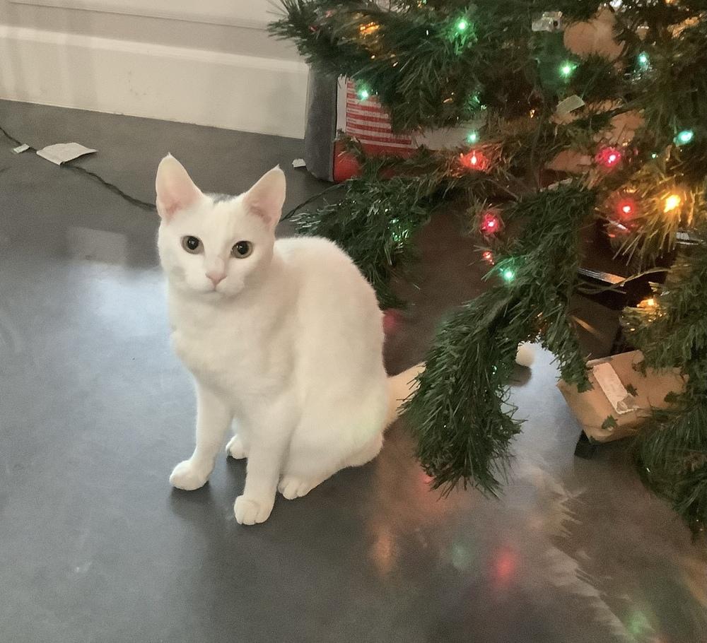 Enlarge Gina Hitchcock, a Adoptable mixed breed in Austin, TX image 3/5