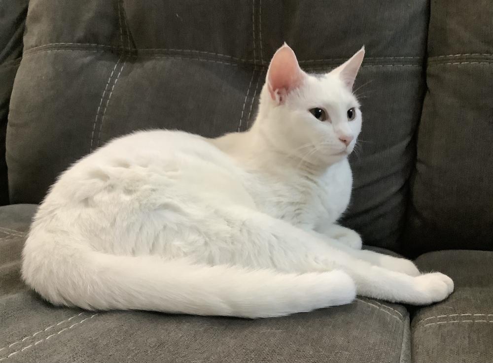 Enlarge Gina Hitchcock, a Adoptable mixed breed in Austin, TX image 5/5