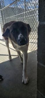 Enlarge Ritz, a Adoptable mixed breed in Edgewood, NM image 3/4