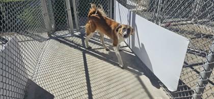 Enlarge Ritz, a Adoptable mixed breed in Edgewood, NM image 2/4