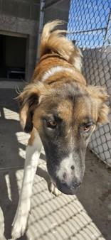 Enlarge Ritz, a Adoptable mixed breed in Edgewood, NM image 1/4