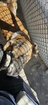 Enlarge Ritz, a Adoptable mixed breed in Edgewood, NM image 4/4