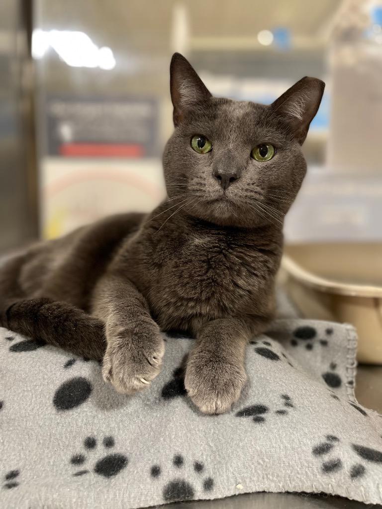 Noah, Adoptable, Adult Male Domestic Short Hair.