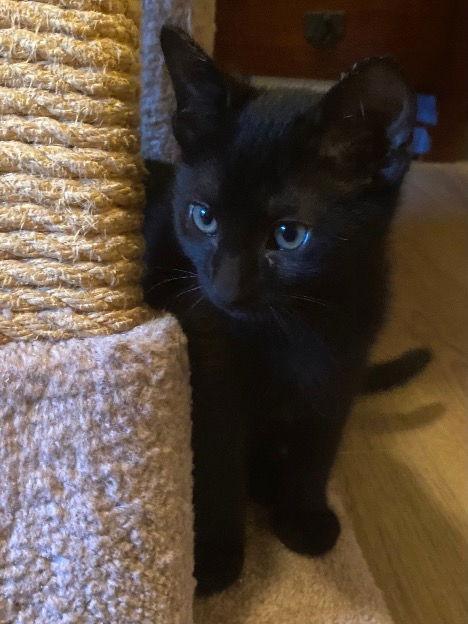 Ashley & Earl Gray - Tea Time!, Adoptable, Kitten Female Domestic Short Hair.