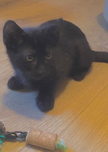 Ashley - sweet little void - CCC, Adoptable, Kitten Female Bombay & Domestic Short Hair.