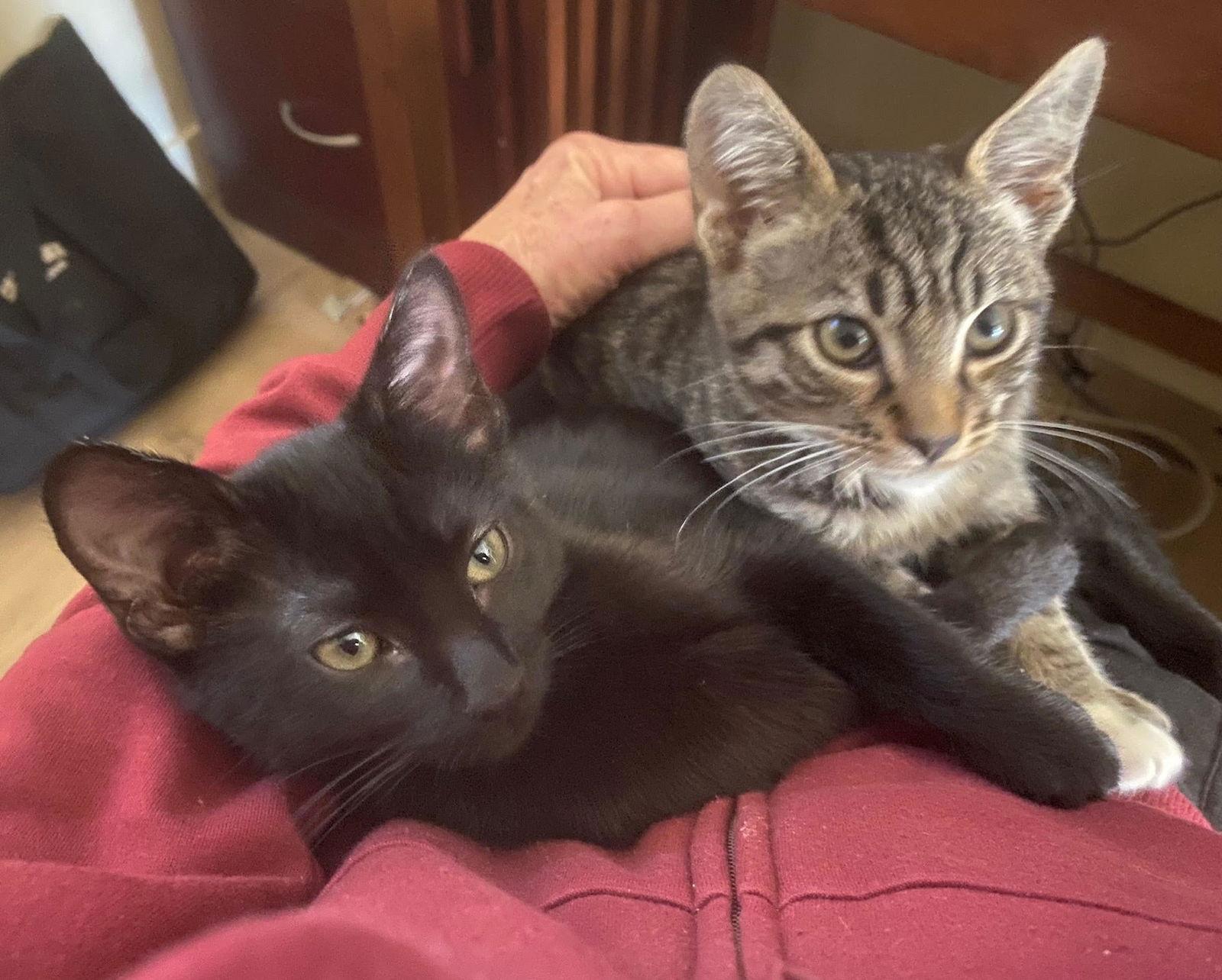 Enlarge Ashley - sweet little void - CCC, a Adoptable mixed breed in San Luis Obispo, CA image 2/3