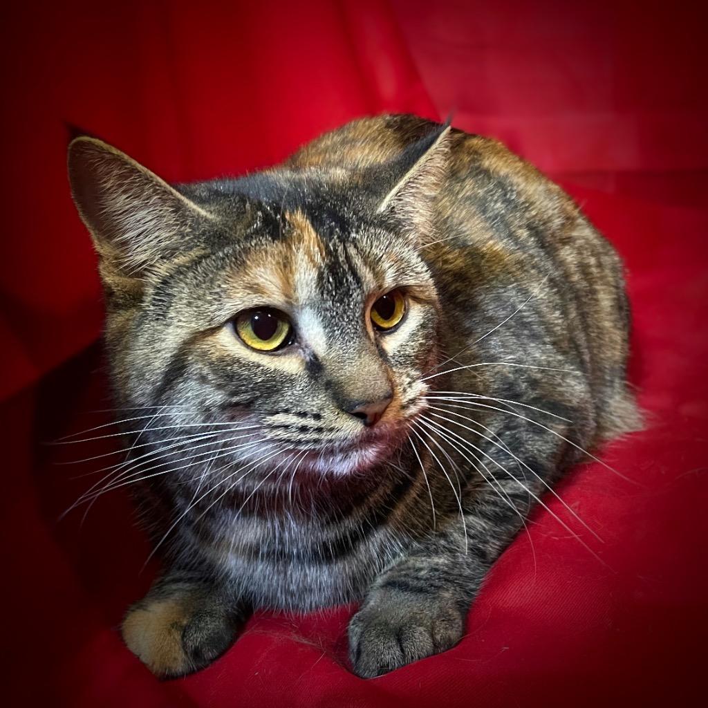 Enlarge Ruthie, a Adoptable mixed breed in Pittsfield, IL image 2/2