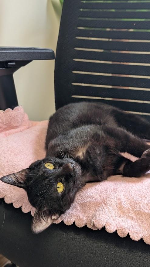Scarlet - please read bio - special needs -, a ADOPTABLE Domestic Short Hair in Coquitlam, BC image 2/2