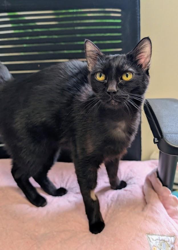 Scarlet - please read bio - special needs -, ADOPTABLE, Adult Female Domestic Short Hair.