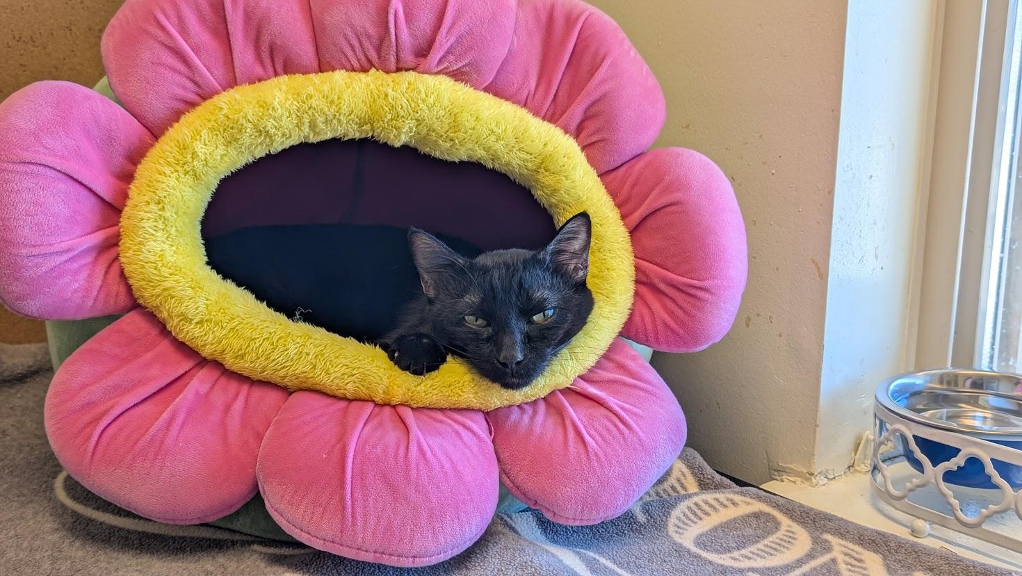 Scarlet - please read bio - special needs -, ADOPTABLE, Adult Female Domestic Short Hair.