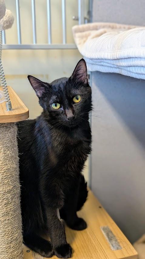 Enlarge Scarlet - please read bio - special needs -, a ADOPTABLE Domestic Short Hair in Coquitlam, BC image 3/3