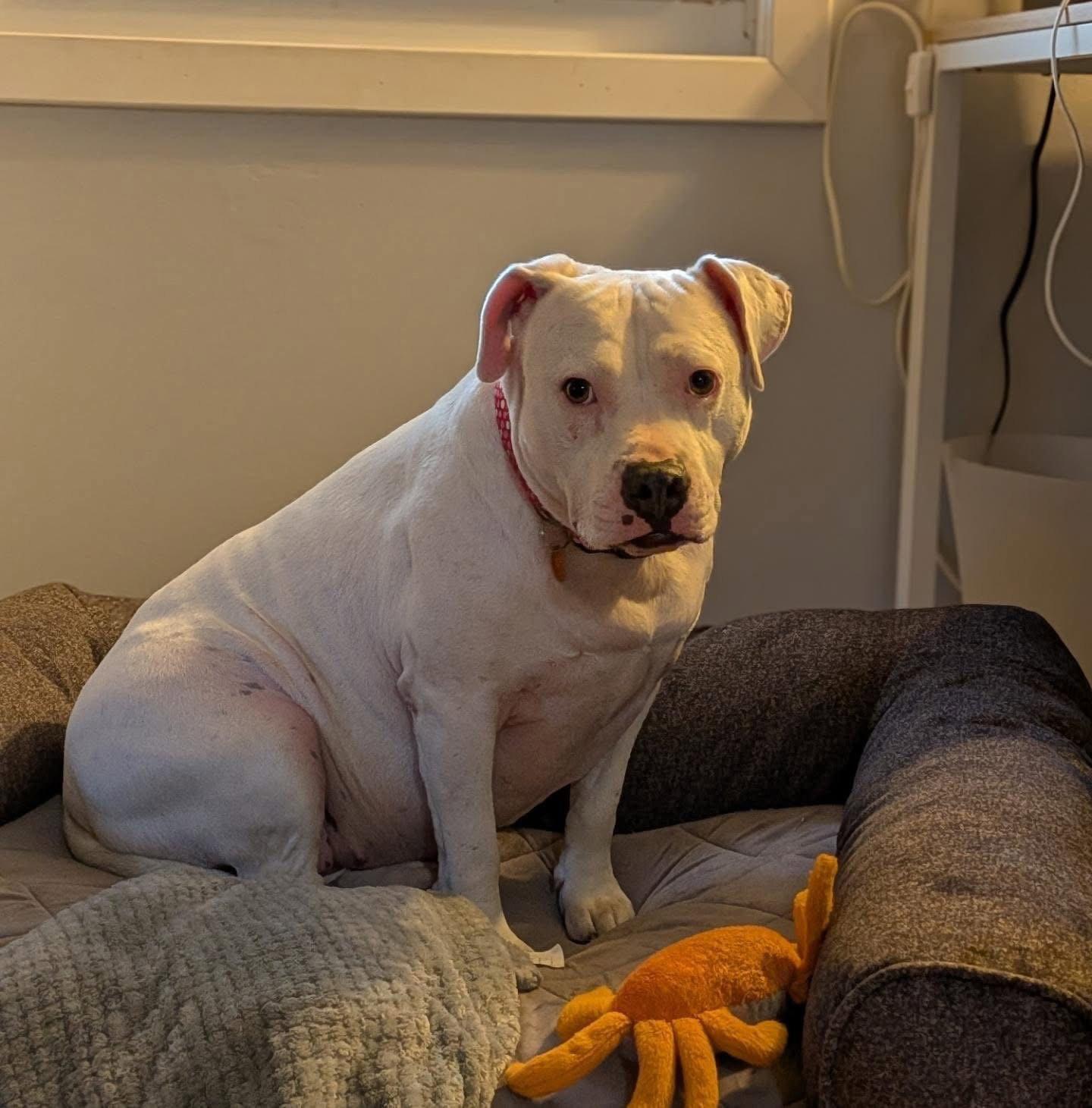 Enlarge Dora *adoption fee waived*, a Adoptable Pit Bull Terrier in Saint Paul, MN image 1/3